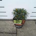 Dáždnikovec praslenovitý (Sciadopitys Verticillata) ´GREEN DIAMOND´ – výška: 25-35 cm, kont. C3L (-29°C)